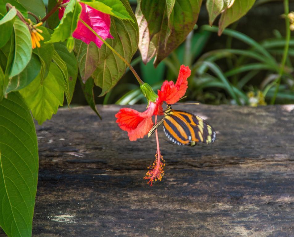 Dream Valley Belize Teakettle Village Экстерьер фото